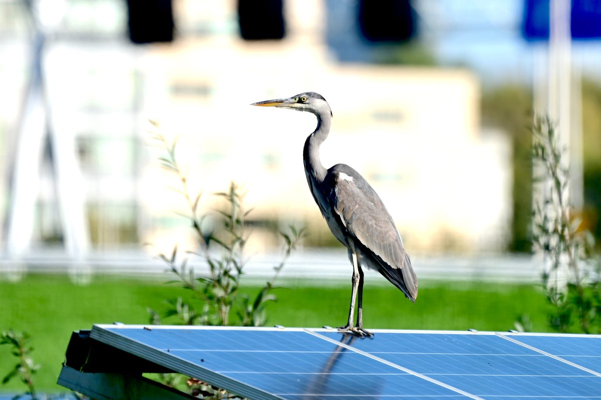 Tout savoir sur le recyclage des panneaux photovoltaïques et leur impact écologique